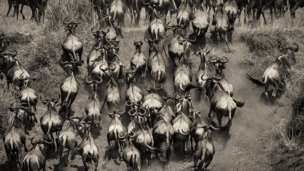 The Great Wildebeest Migration - Masai Mara , Kenya