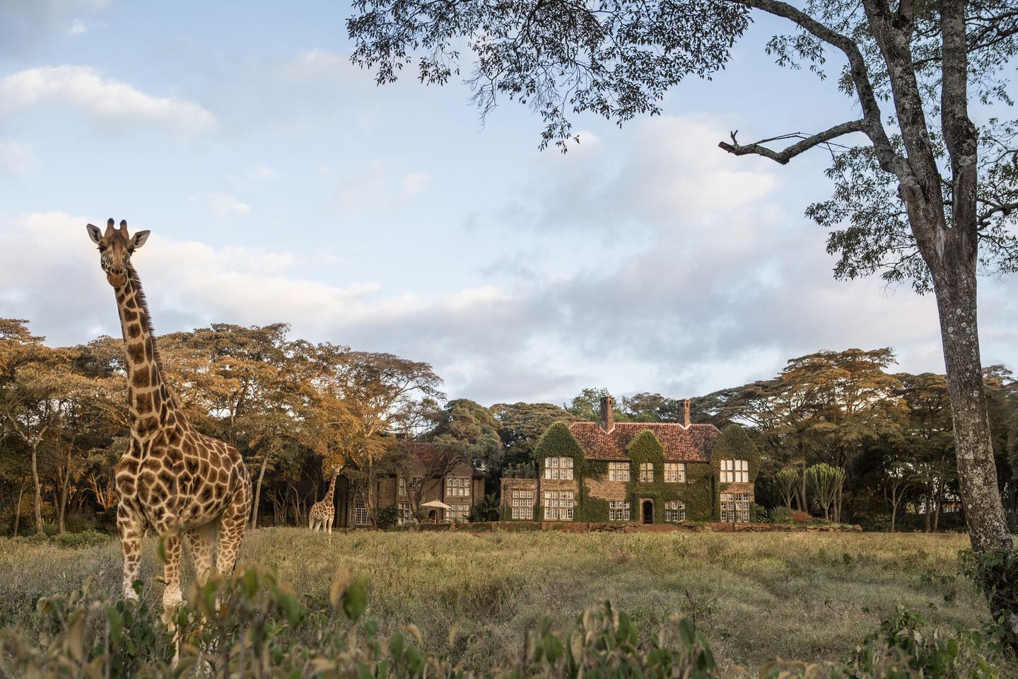 Giraffe_Manor_Nairobi11