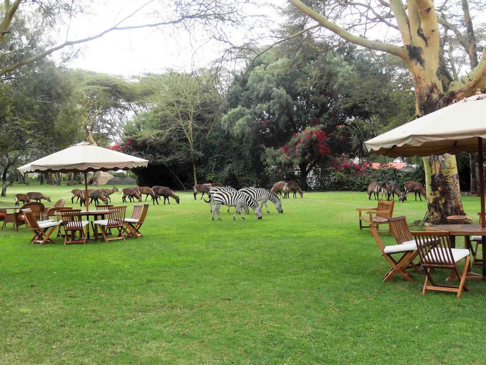 Lake-Naivasha-Country-Club-Zebra-at-the-Lawns