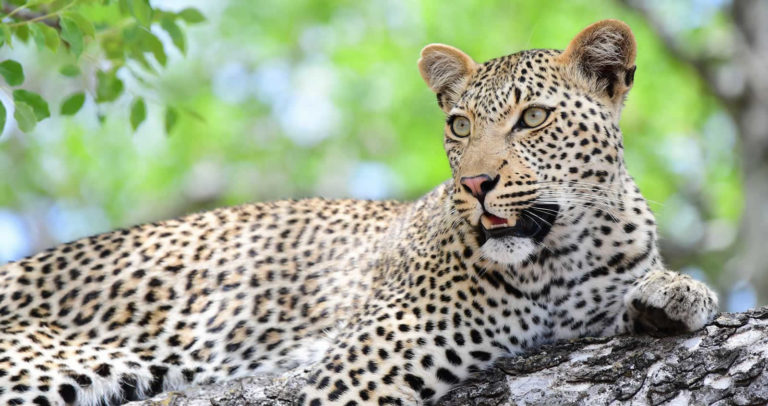 leopard tours kenya